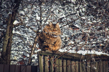 Great cat on the fance