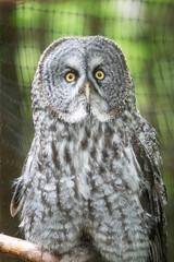 Great Grey Owl