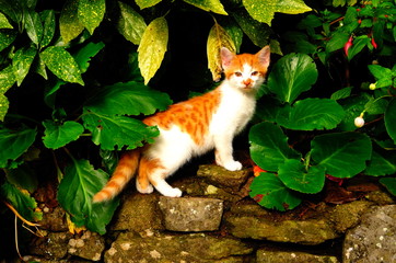 cat in the garden