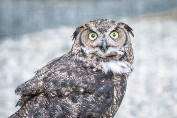 Great Horned Owl