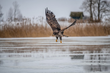 Adult White-tailed eagle in flight. Blue sky background. Scientific name: Haliaeetus albicilla, also known as the ern, erne, gray eagle, Eurasian sea eagle and white-tailed sea-eagle.