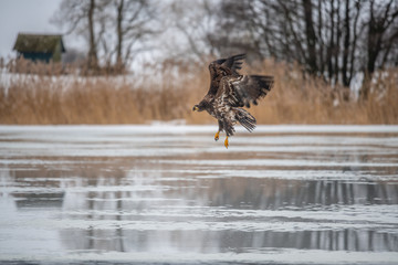 Adult White-tailed eagle in flight. Blue sky background. Scientific name: Haliaeetus albicilla, also known as the ern, erne, gray eagle, Eurasian sea eagle and white-tailed sea-eagle.