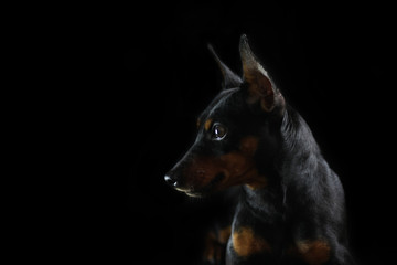 Portrait of a beautiful dog on a black background breed miniature pinscher