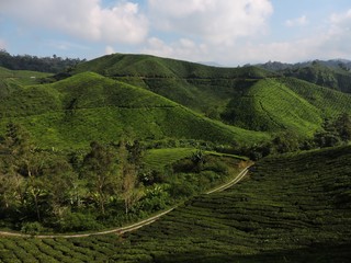 Fototapeta na wymiar Tea plantations