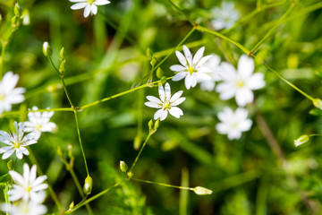 white flowers on green background