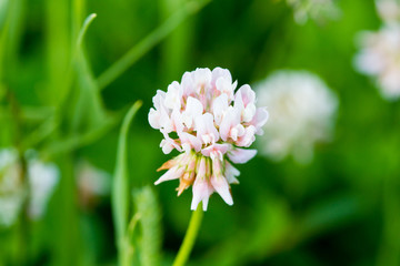 flower in garden