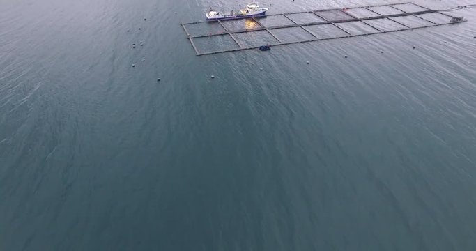 Aerial view of wellboat during the harvesting of captive salmon, to be transferred to a slaughter plant