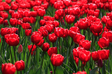 Fototapeta premium growing red tulips with green leaves in bright sunlight