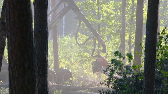 A lumberjack operating a logging machine in a pine forest. Forest Industry. A cut-to-length (CTL) forest harvester. Forest Wheeled Harvester. Forestry Equipment. Logging Equipment.