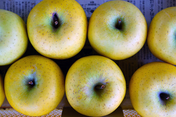 Expensive apples wrapped in netting in Nagano, Japan 