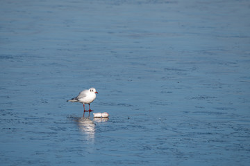 seagull