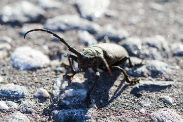 Beetle barbel closeup