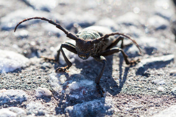 Beetle barbel closeup