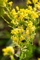 yellow flowers in the garden