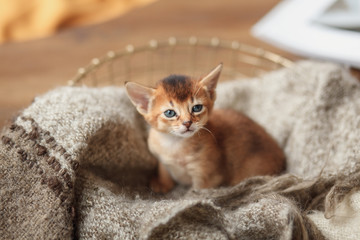 Striped kitten in a basket