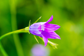 purple flower
