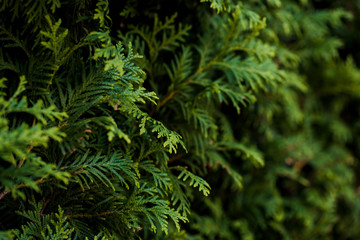 Closeup of Beautiful green christmas leaves of Thuja trees on green background. Thuja twig, Thuja...