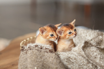 two red kittens in a basket with a blanket - obrazy, fototapety, plakaty