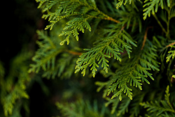 Closeup of Beautiful green christmas leaves of Thuja trees on green background. Thuja twig, Thuja...