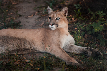 Naklejka na ściany i meble Portrait of Beautiful Puma. Cougar, mountain lion, puma, panther, striking pose, scene in the woods, wildlife America
