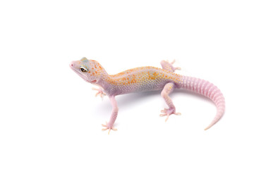 Leopard Gecko isolated on white background