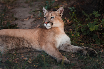 Plakat Portrait of Beautiful Puma. Cougar, mountain lion, puma, panther, striking pose, scene in the woods, wildlife America