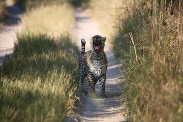 Il ruggito del leopardo