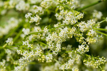 Fototapeta premium white flowers in the garden