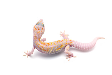 Leopard Gecko isolated on white background