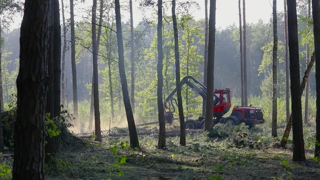 A lumberjack operating a logging machine in a pine forest. Forest Industry. A cut-to-length (CTL) forest harvester. Forest Wheeled Harvester. Forestry Equipment. Logging Equipment.
