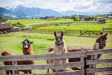 Lamas auf einem Bauernhof © topshots