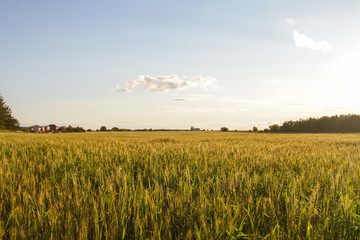 wheat field and blue sky