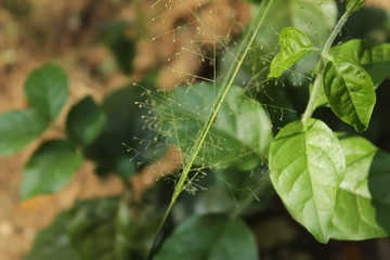 small plant