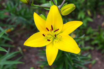 Yellow lily on green background