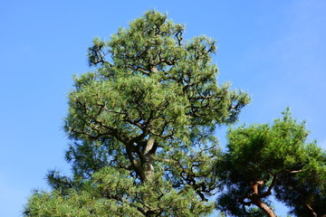 View of the Kenroku-en gardens near Kanazawa Castle (Kanazawa-jo),  a landmark  located in Kanazawa, Ishikawa, Japan 