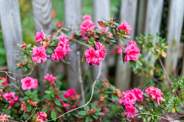 Fototapeta na wymiar Closeup of pink roses petals in summer,spring autumn garden vibrant color wooden fence in Fairfax, Virginia bokeh background