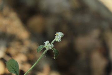 small flover