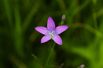 purple flower