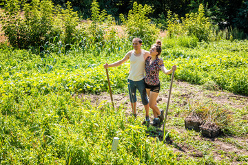 Happy young woman couple love romantic farmers with shovel and pitchfork harvesting many garlic bulbs plants in boxes in farm or garden smiling
