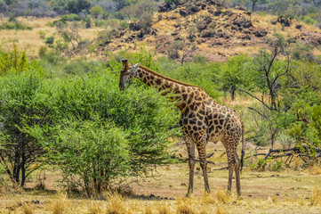 Portrait of a cute Giraffe while on a safari in a nature reserve