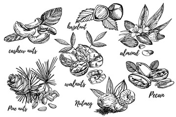 Almonds, Pecan, Cashew nuts, Hazelnut, Pine nuts, Walnuts and Nutmeg sketch illustrations. Vector Hand drawn illustrations isolated on white background.