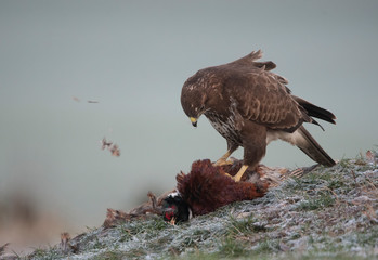 buzzards in the wild