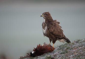 buzzards in the wild