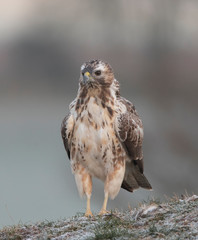 buzzards in the wild