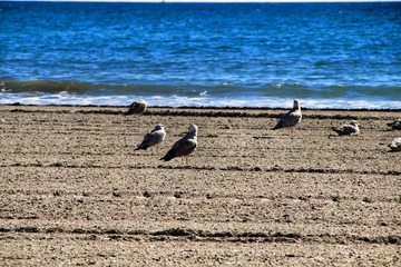 Obraz premium Seagulls on the sand on the beach