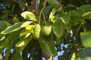 Avocado tree with fruits waiting for harvest