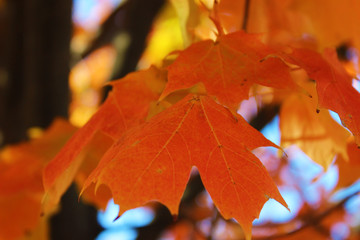 Orange Fall Tree (close up)