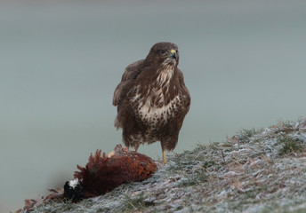 buzzards in the wild