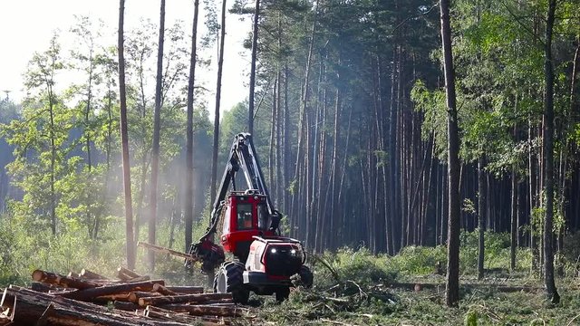 A lumberjack operating a logging machine in a pine forest. Forest Industry. A cut-to-length (CTL) forest harvester. Forest Wheeled Harvester. Forestry Equipment. Logging Equipment.