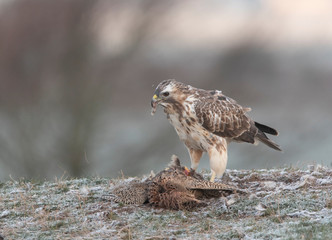 buzzards in the wild